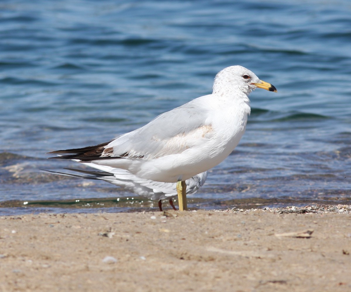 Мартин делаверський - ML646746703