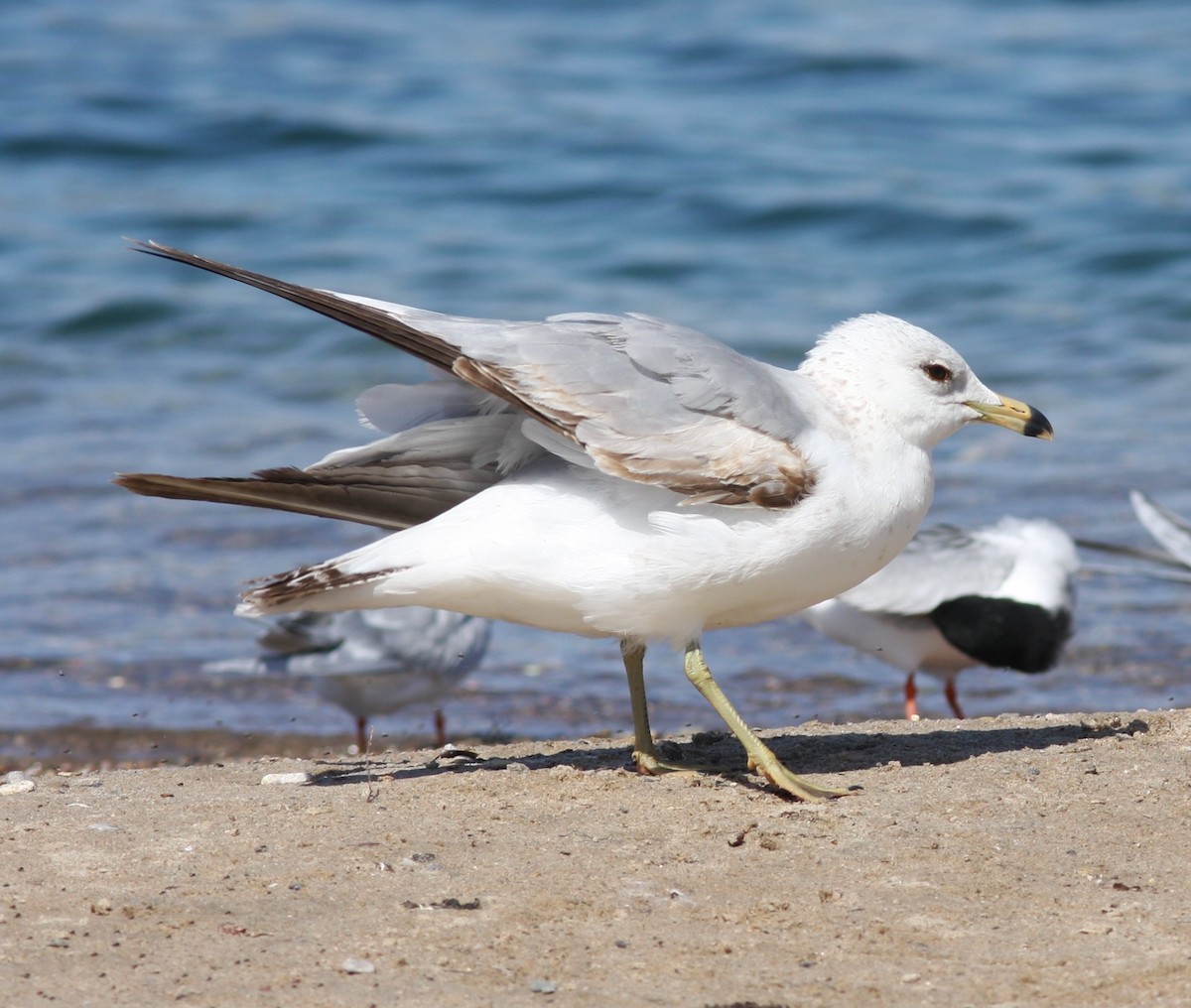 Мартин делаверський - ML646746704