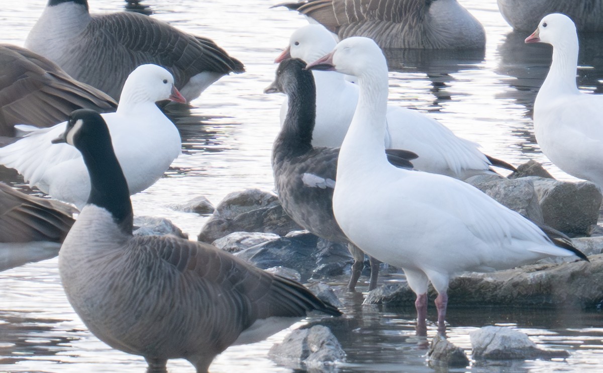 Гуска біла - ML646746706