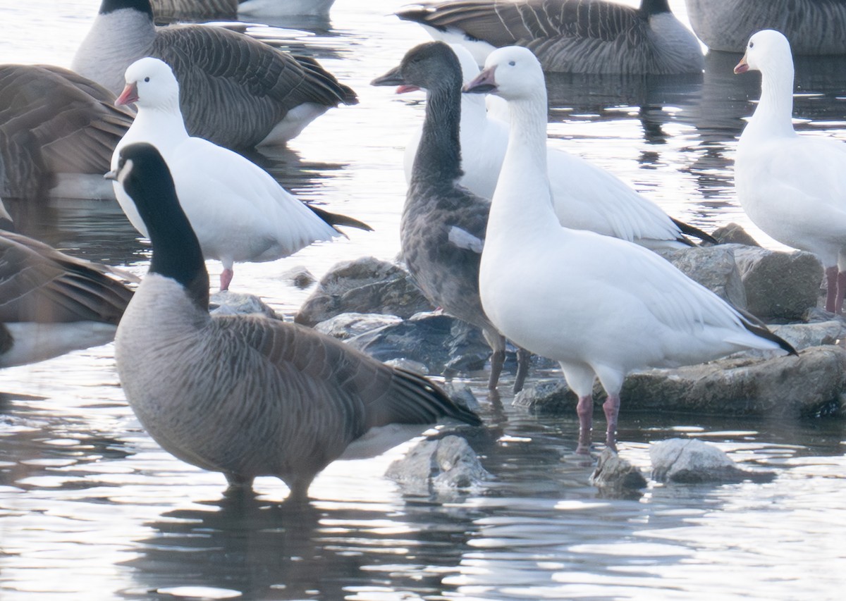 Гуска біла - ML646746707