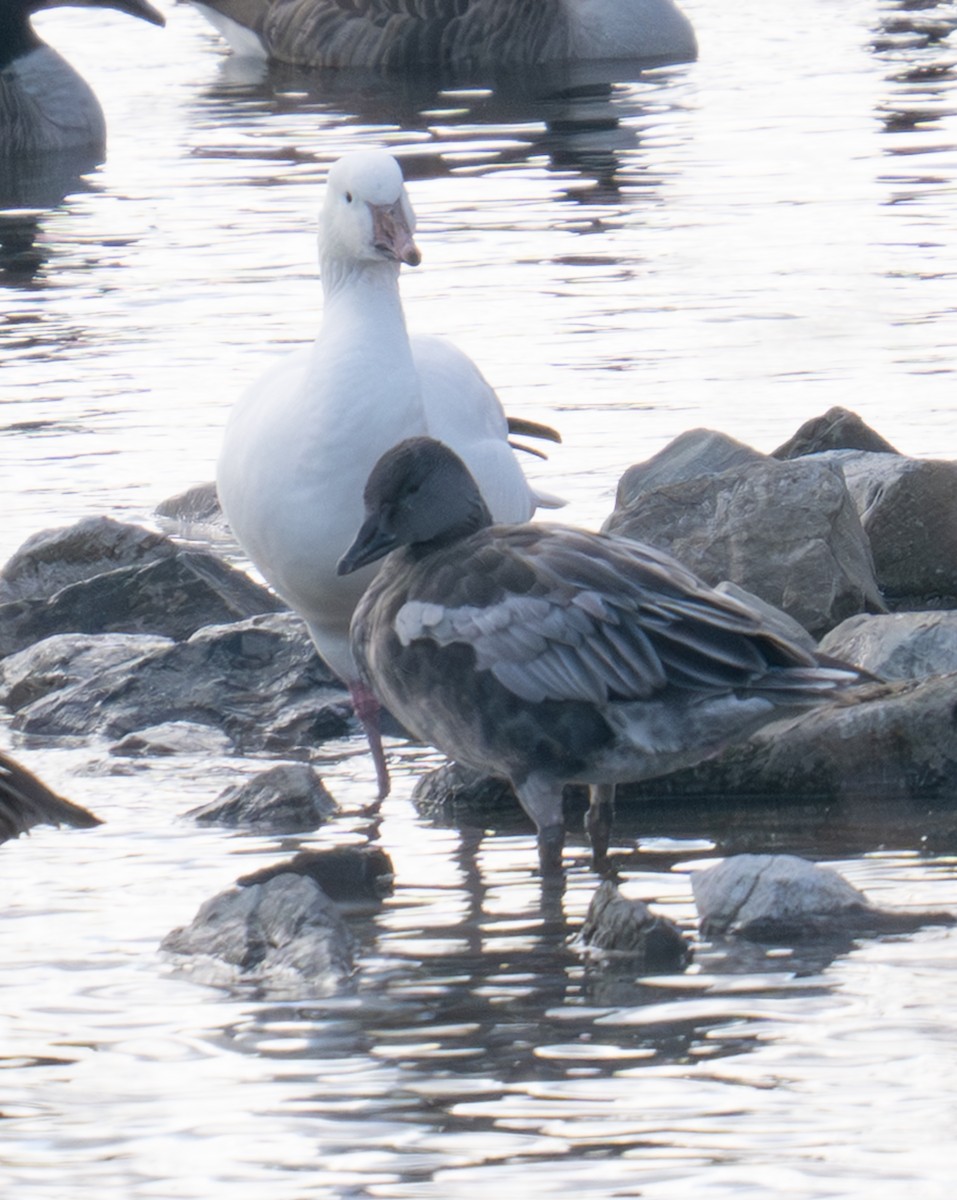 Гуска біла - ML646746708