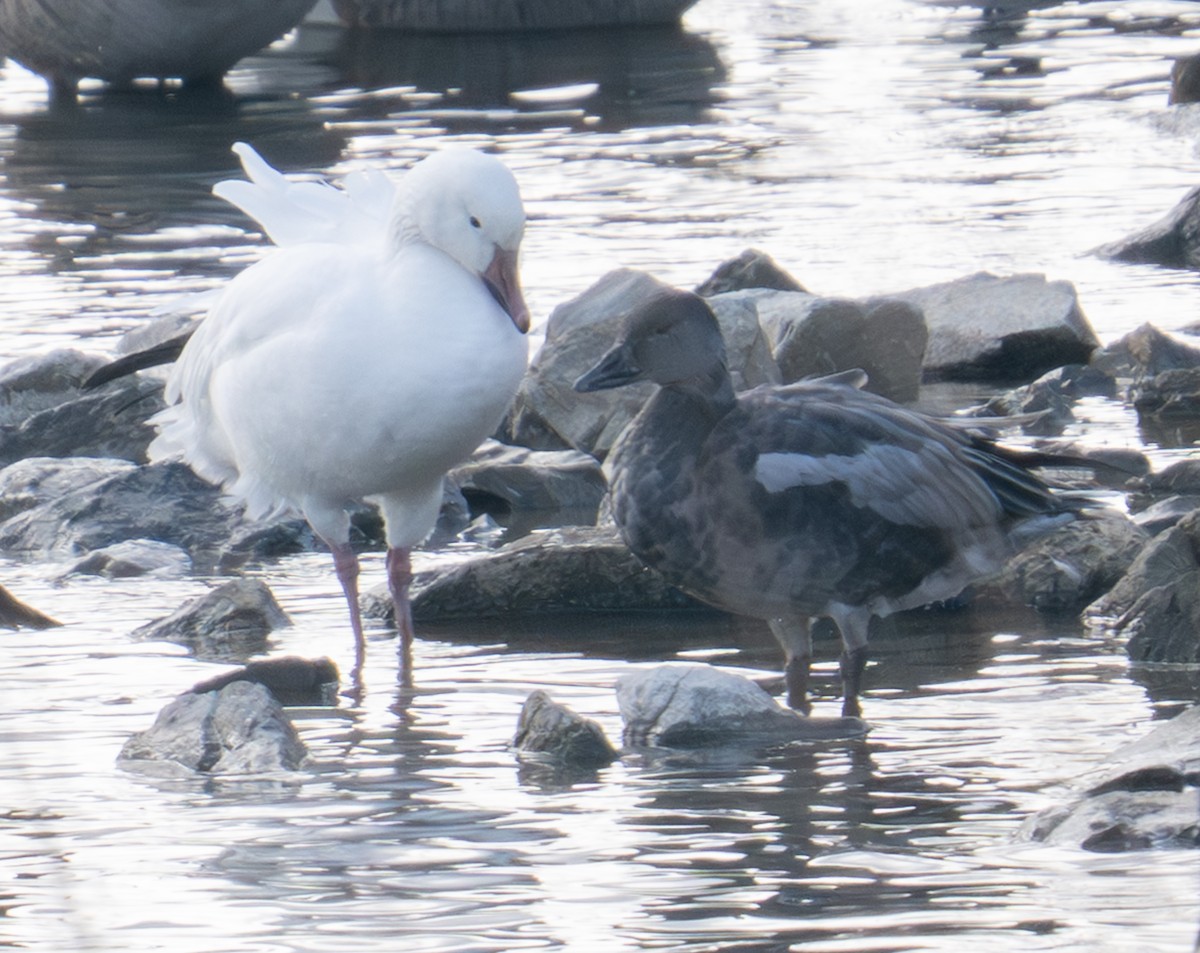 Гуска біла - ML646746709