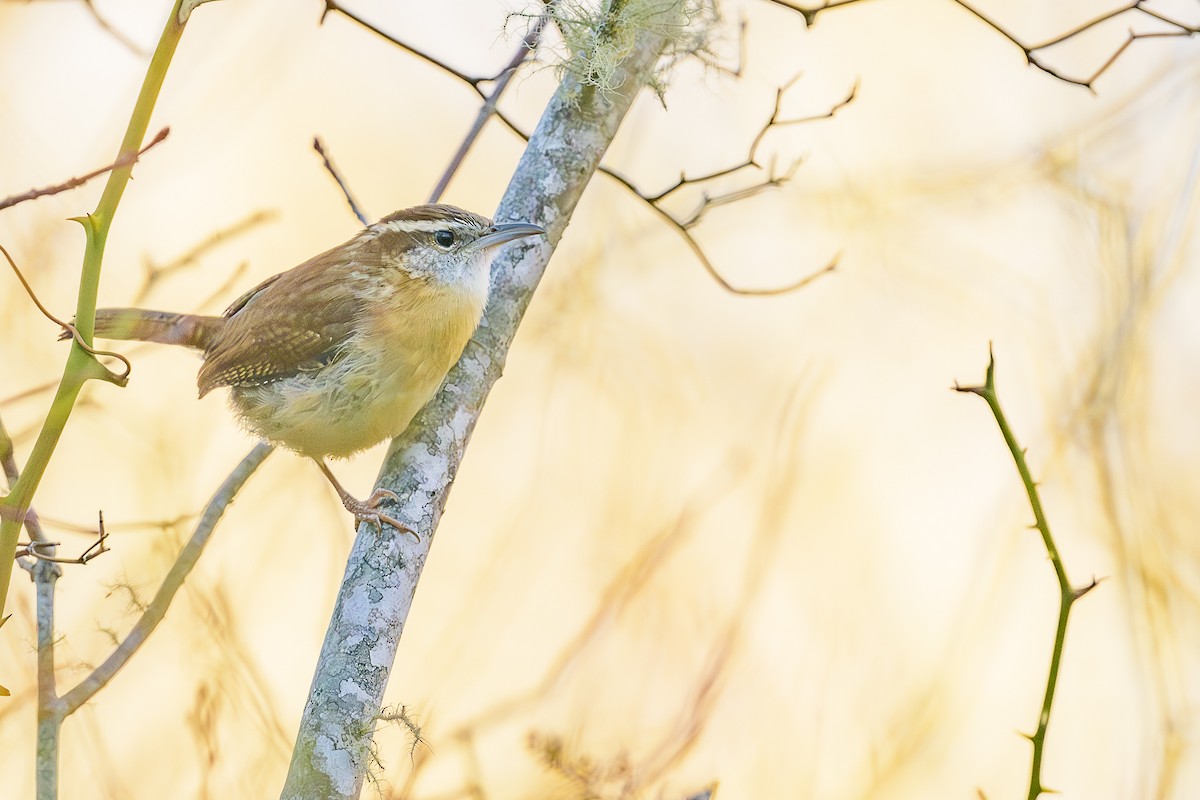 Carolina Wren - ML646746710