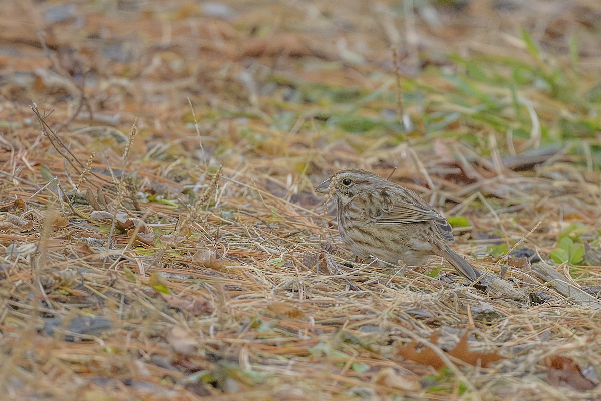 Song Sparrow - ML646746717
