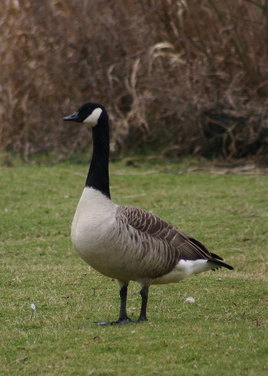 Canada Goose - ML646746718