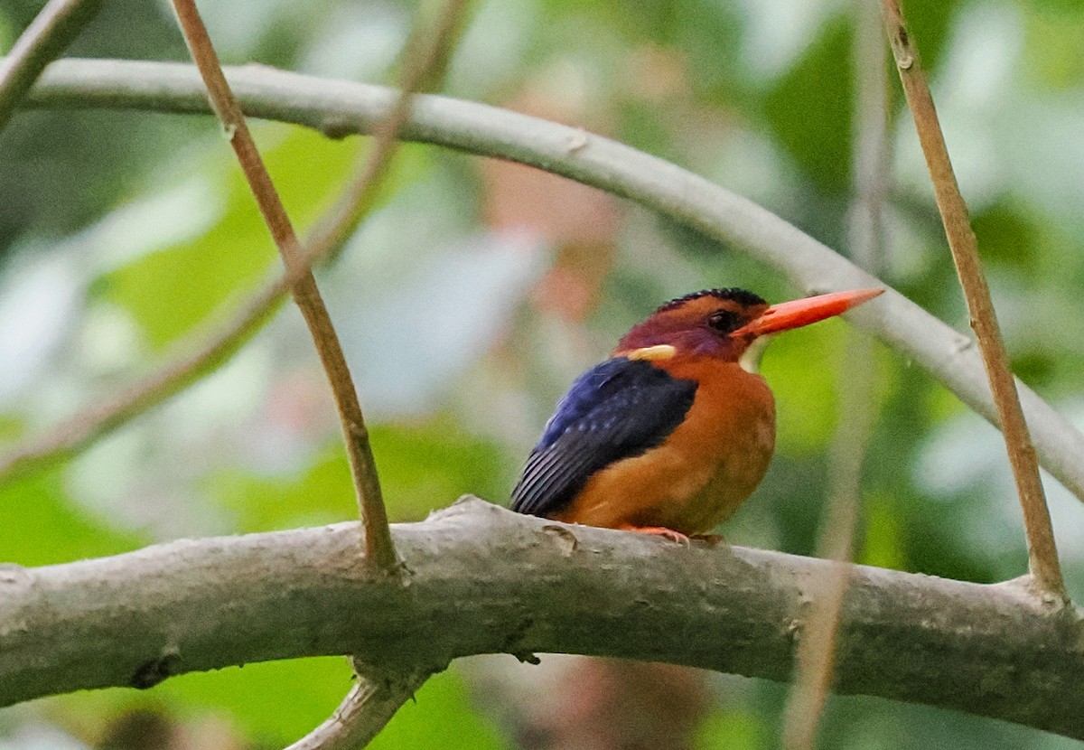 African Pygmy Kingfisher - ML646746719