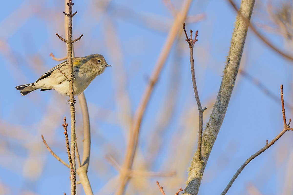 Yellow-rumped Warbler - ML646746725