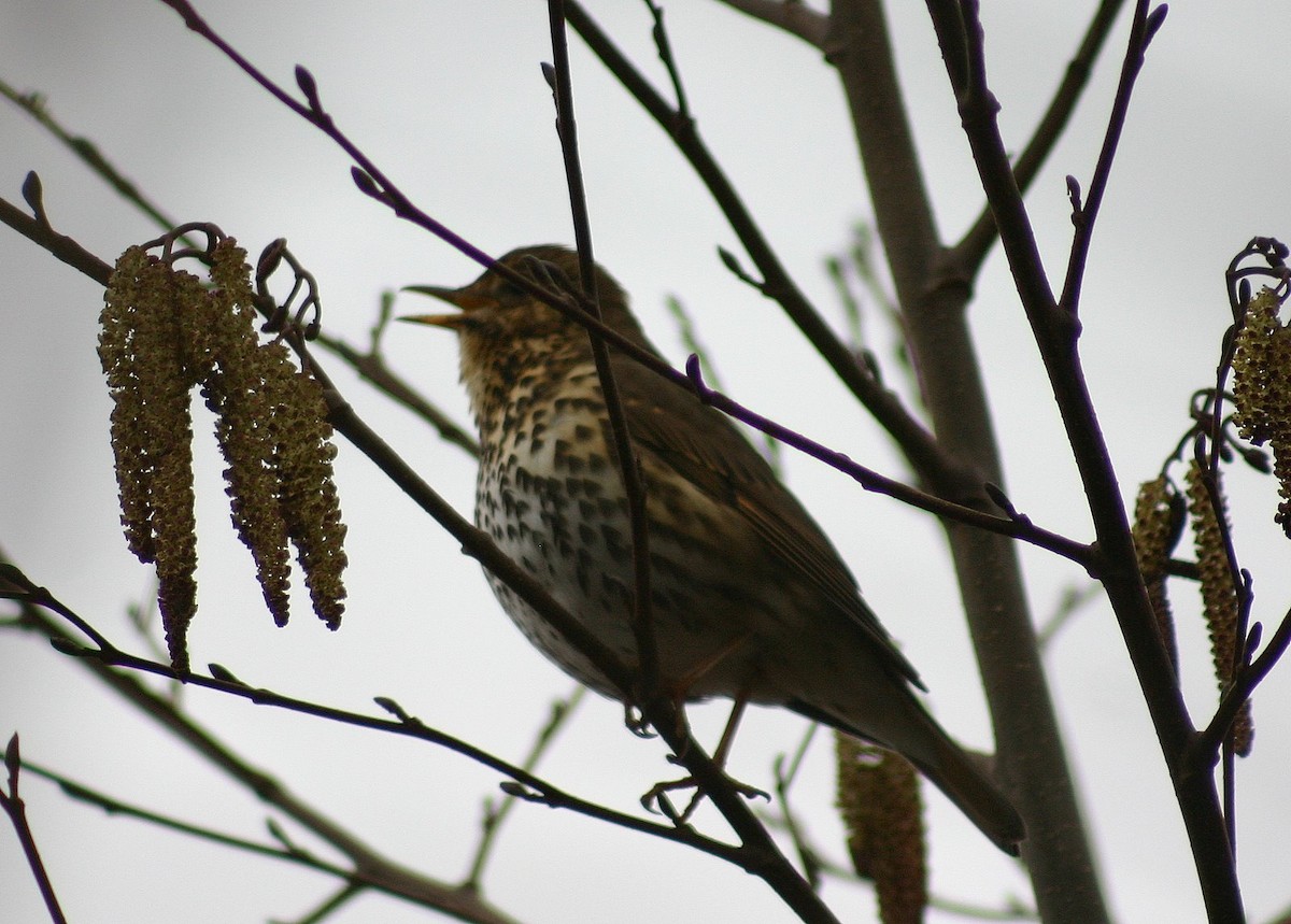 Song Thrush - ML646746726