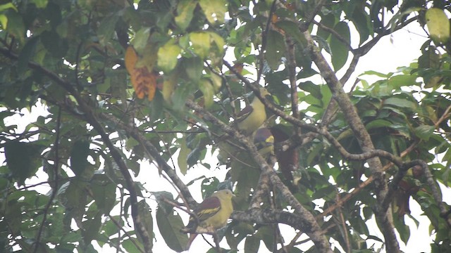 Gray-fronted Green-Pigeon - ML646746728