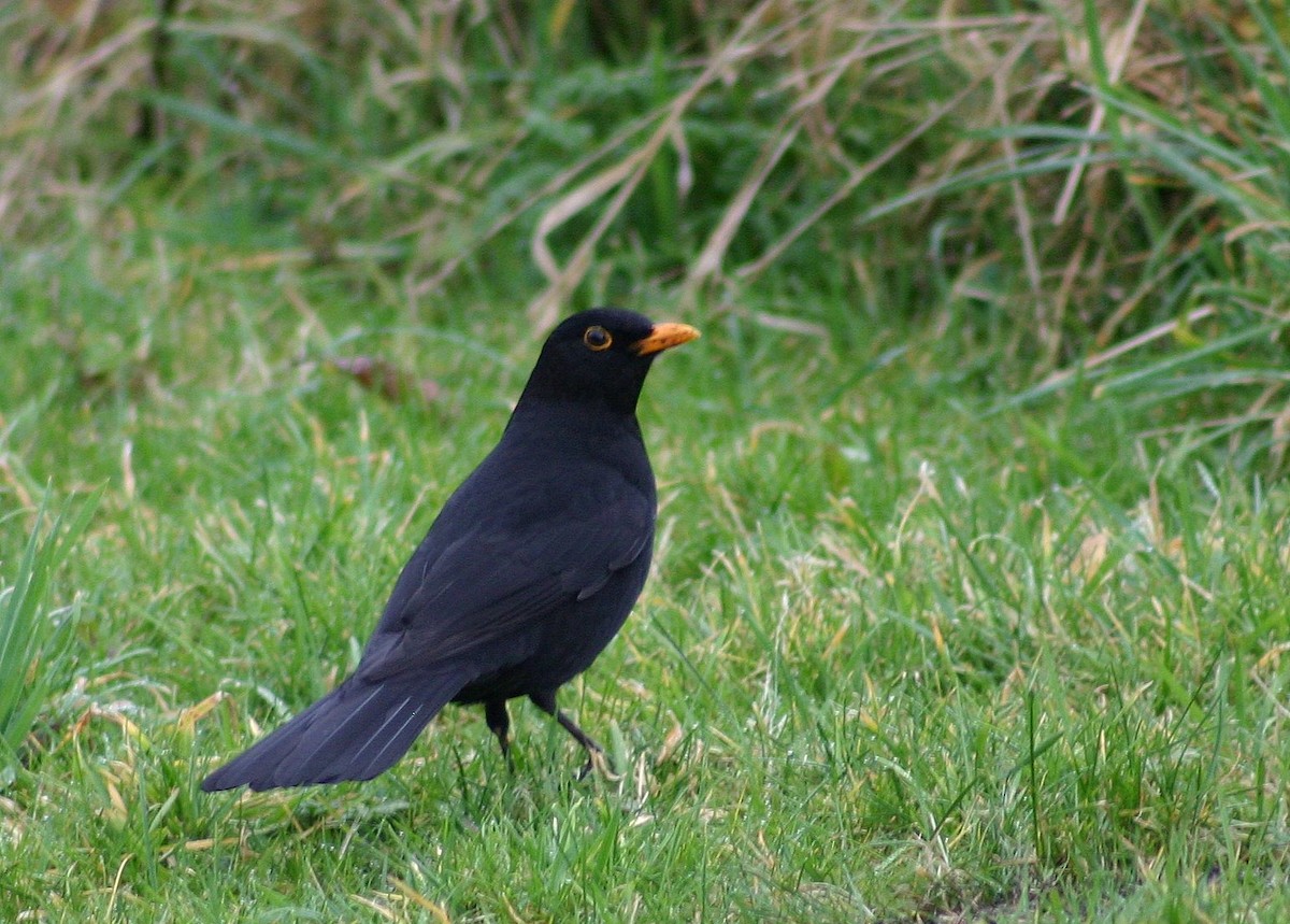 Eurasian Blackbird - ML646746729