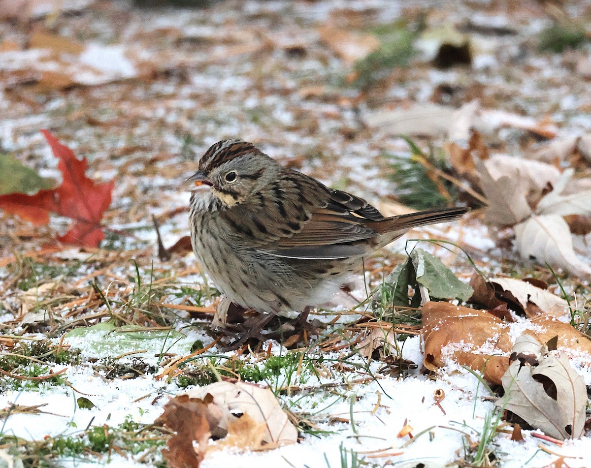 strnadec pruhohlavý - ML646746730