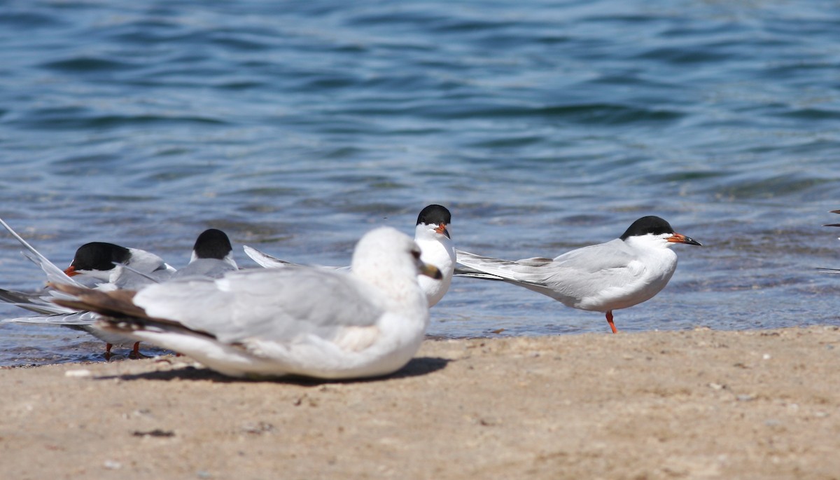 Forster's Tern - ML646746732