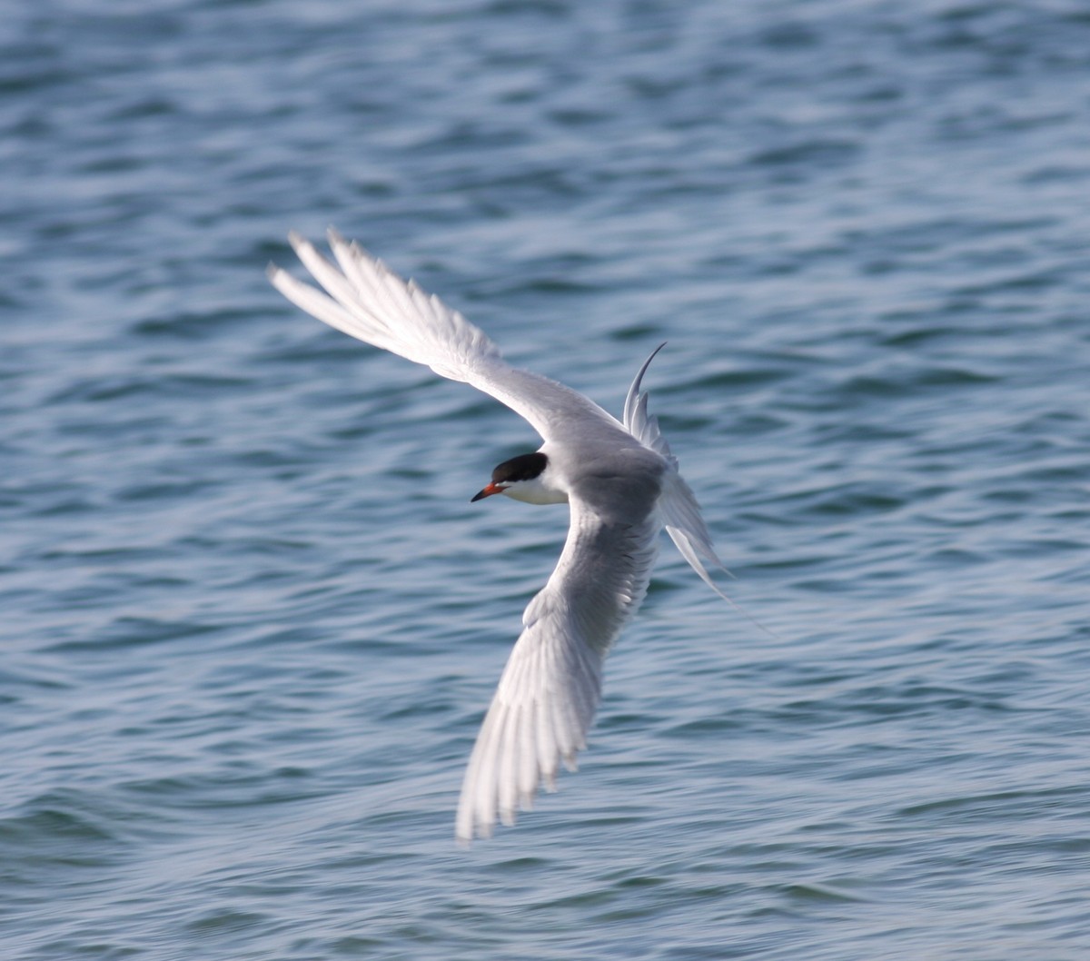 Forster's Tern - ML646746733