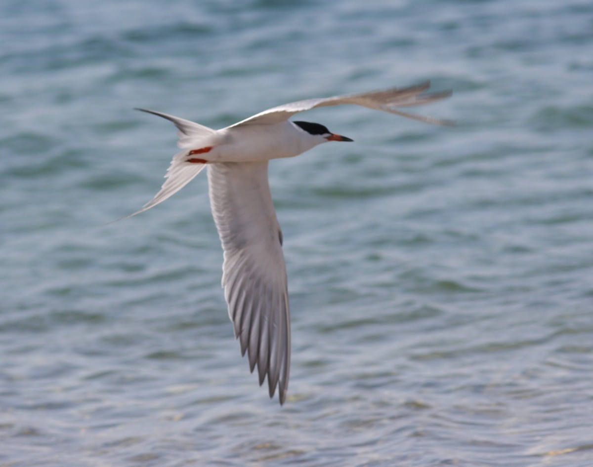 Forster's Tern - ML646746734