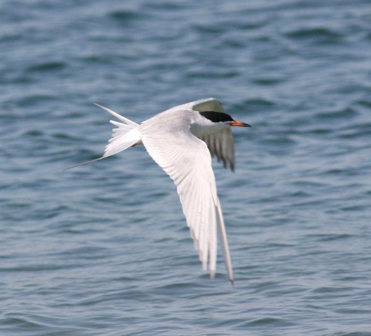 Forster's Tern - ML646746735