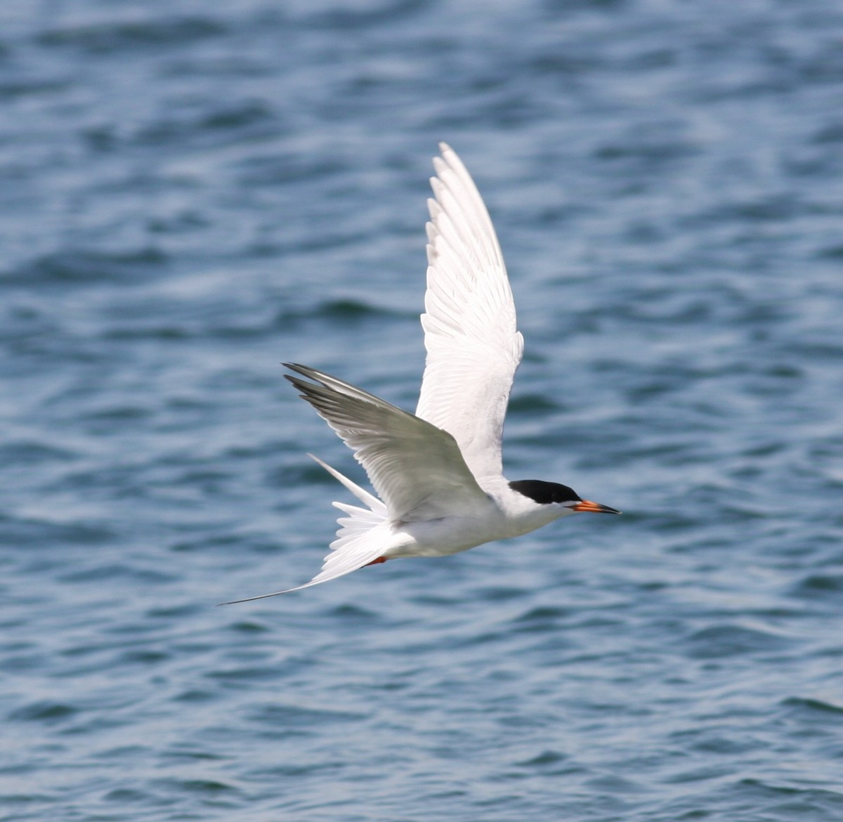 Forster's Tern - ML646746736