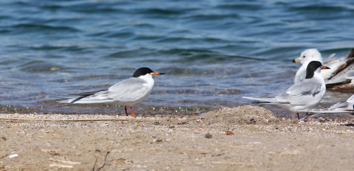 Крячок неоарктичний - ML646746737