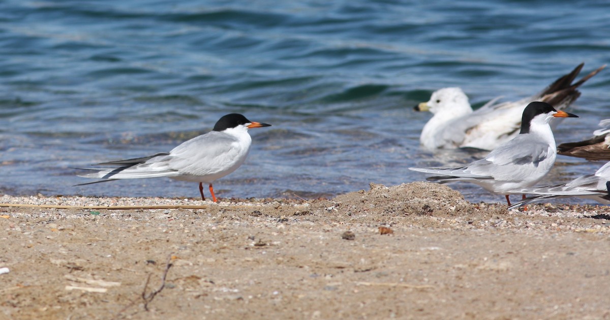 Forster's Tern - ML646746738