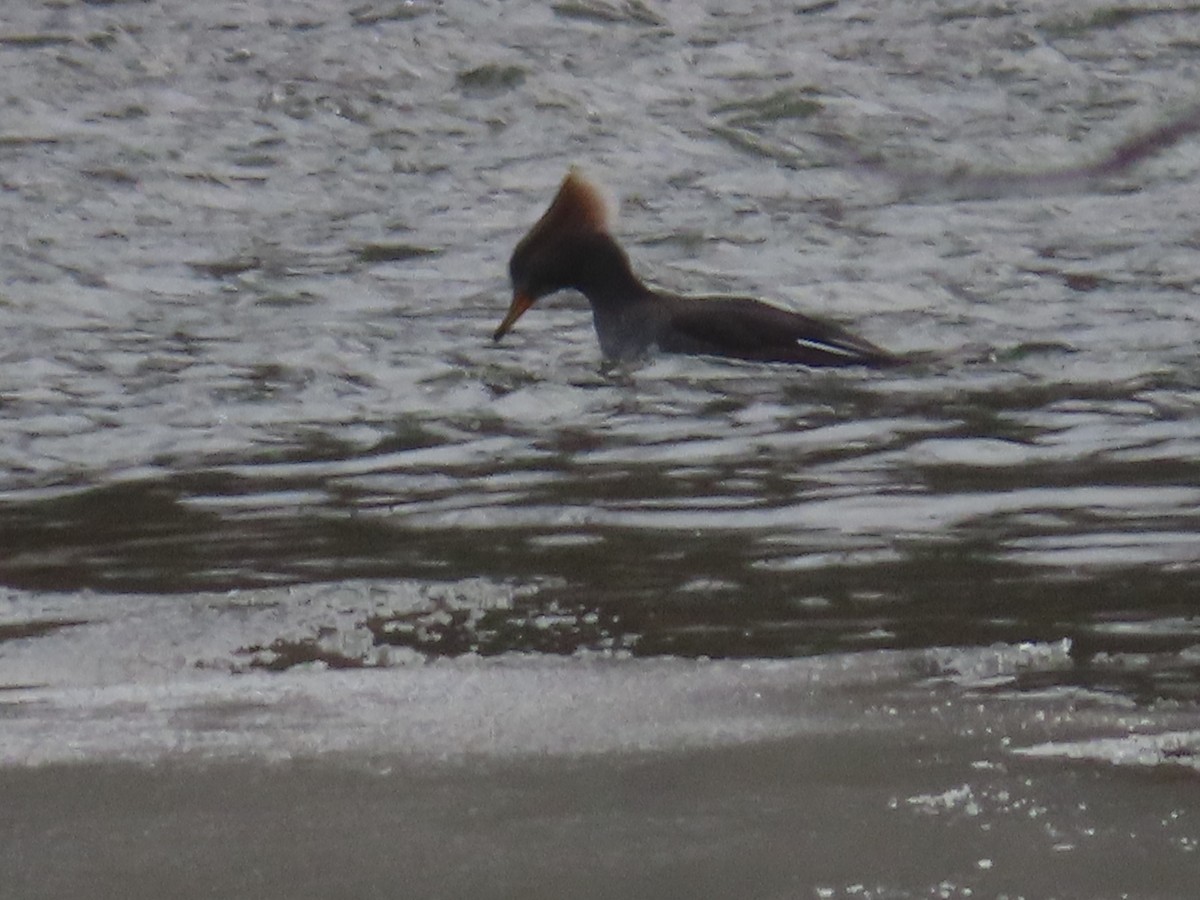 Hooded Merganser - ML646746740