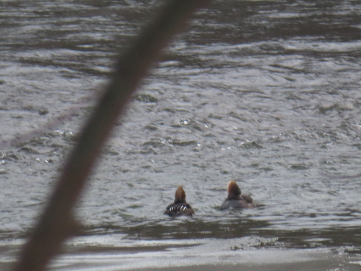 Hooded Merganser - ML646746741