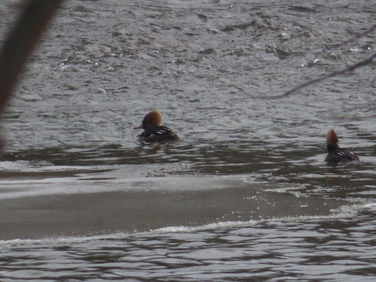 Hooded Merganser - ML646746742