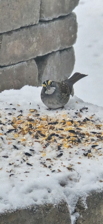 White-throated Sparrow - ML646746743