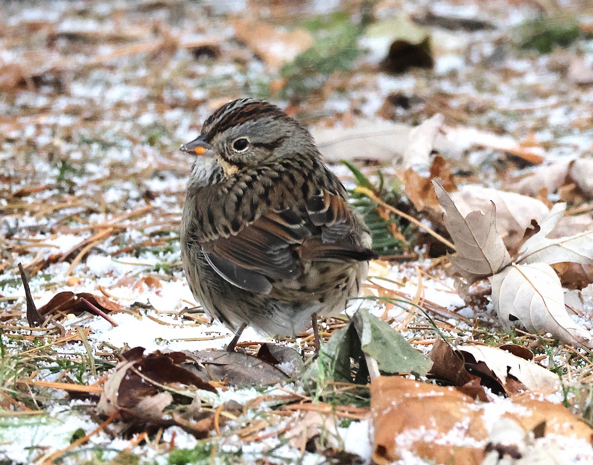 strnadec pruhohlavý - ML646746746