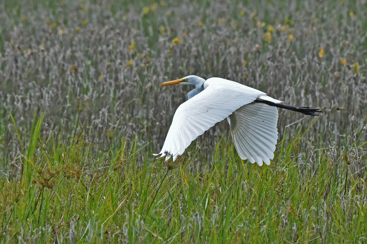 Great Egret - ML646746747