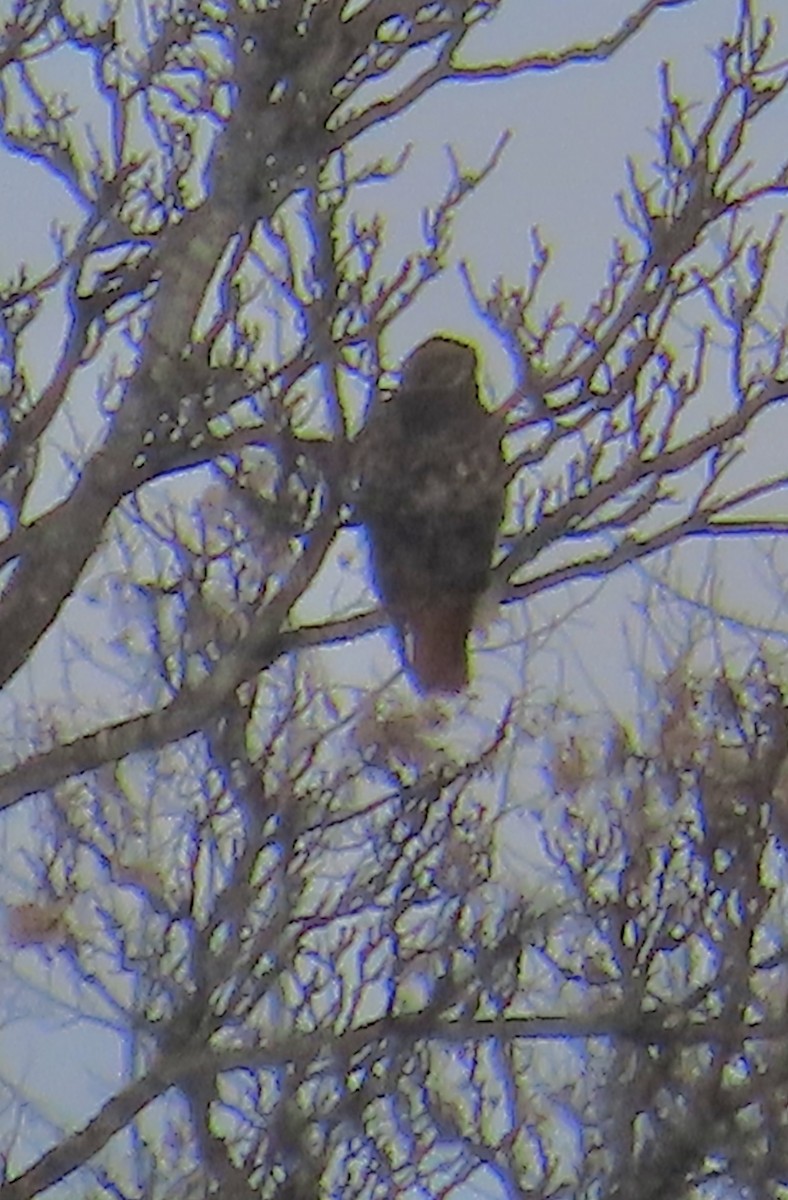 Poiana codarossa - ML646746748