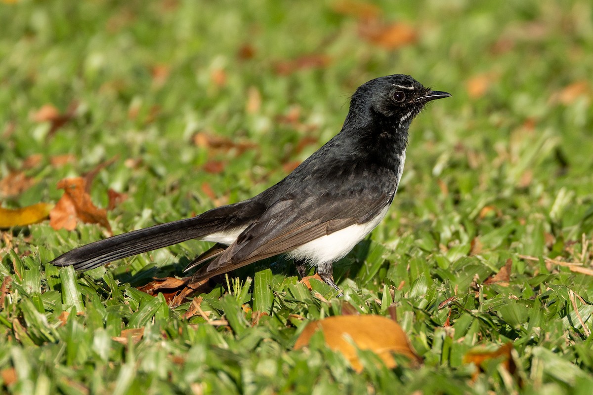 Willie-wagtail - ML646746749