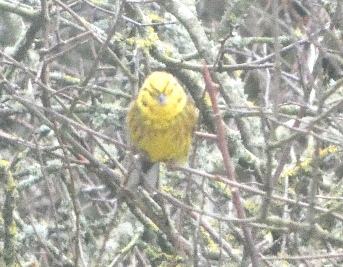 Yellowhammer - ML646746750