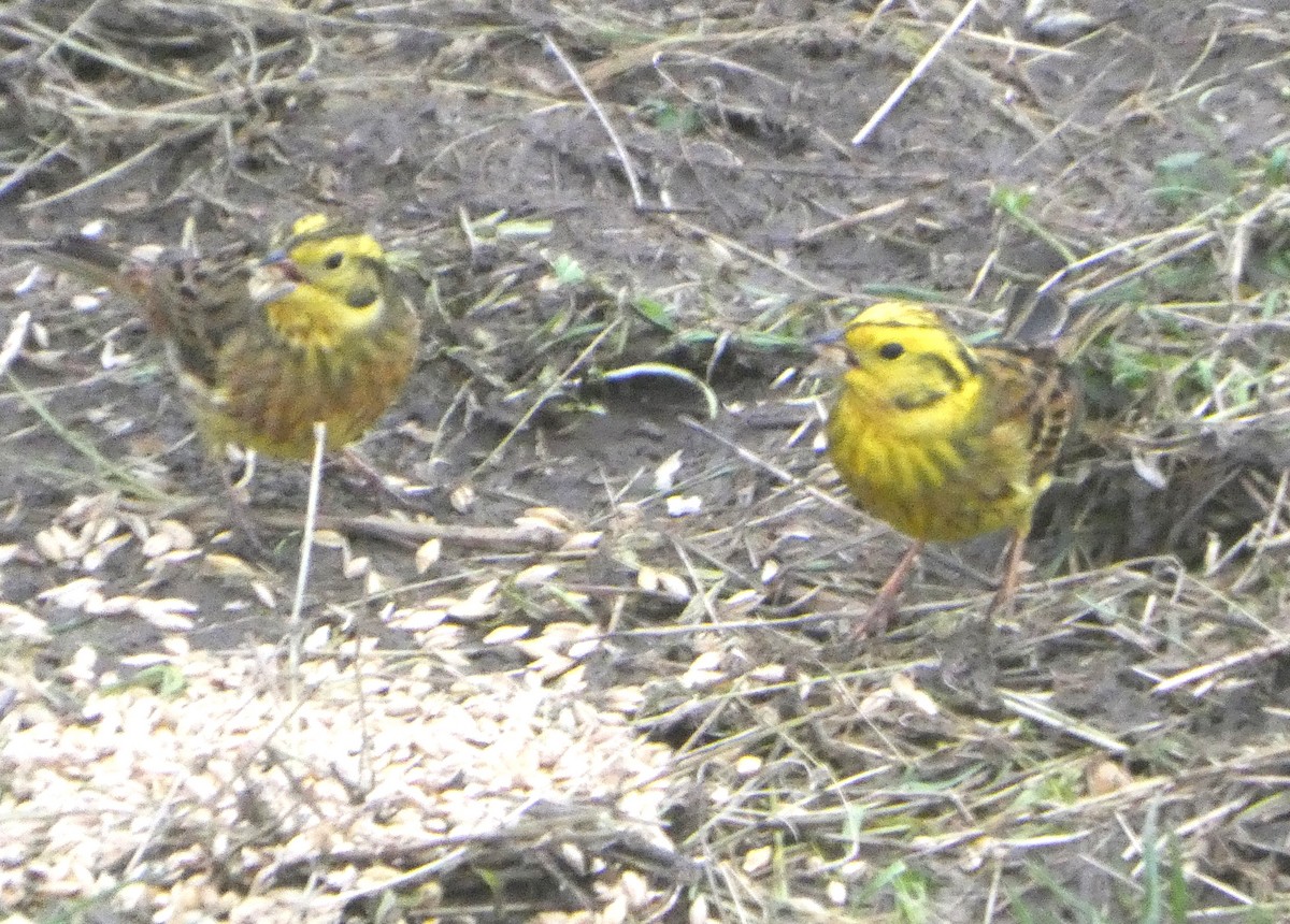 Yellowhammer - ML646746751