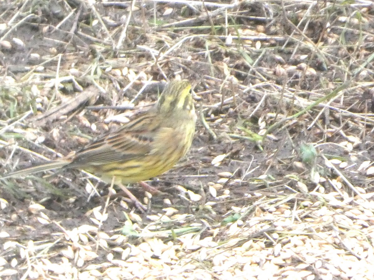 Yellowhammer - ML646746752
