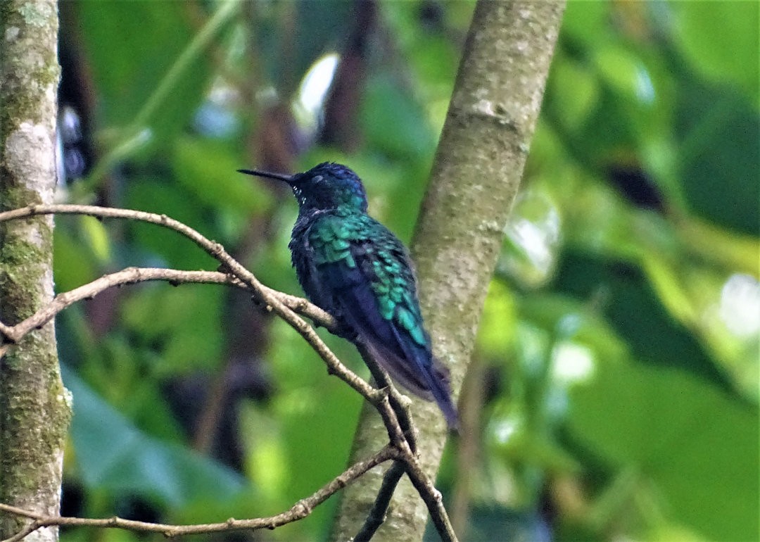 Violet-capped Woodnymph - ML646746753