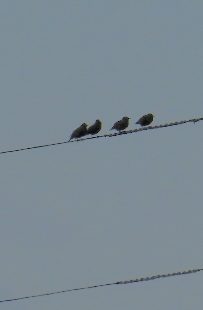 European Starling - ML646746754