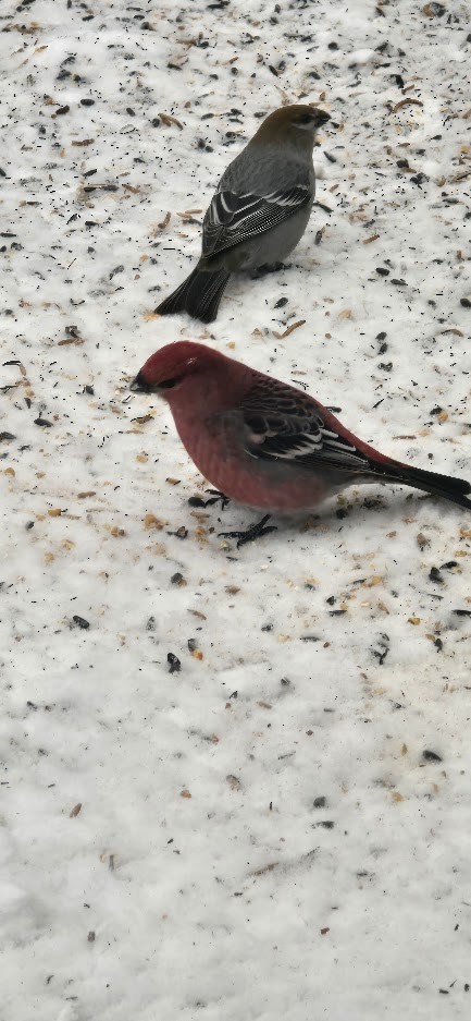 Pine Grosbeak - ML646746755
