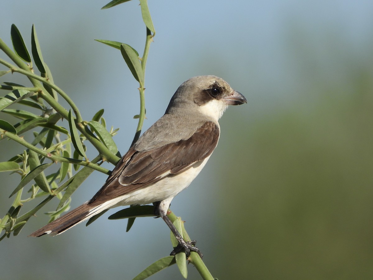 Lesser Gray Shrike - ML646746756
