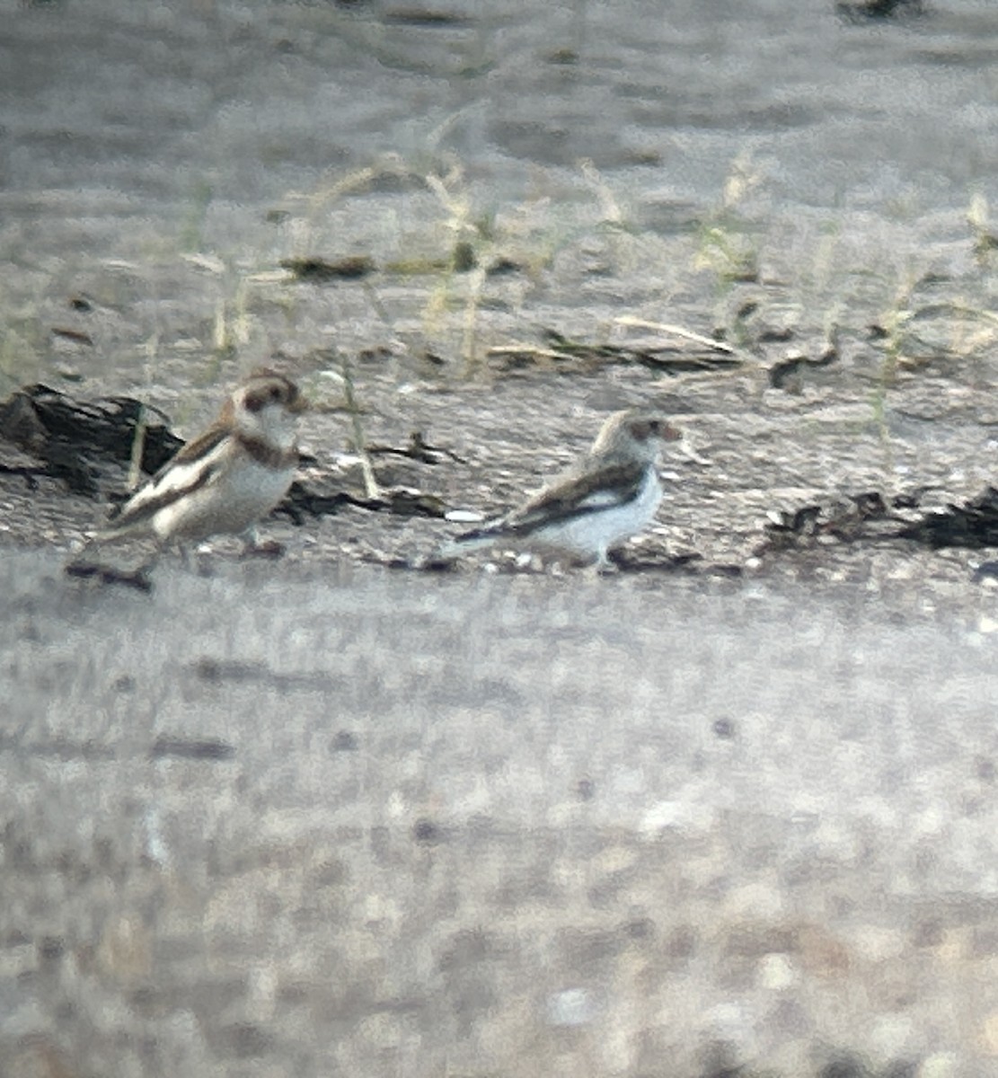 Snow Bunting - ML646746758