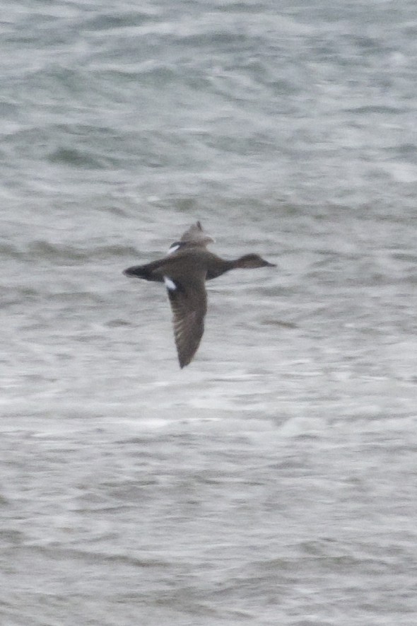 Gadwall - ML646746761