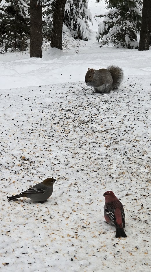 Pine Grosbeak - ML646746763