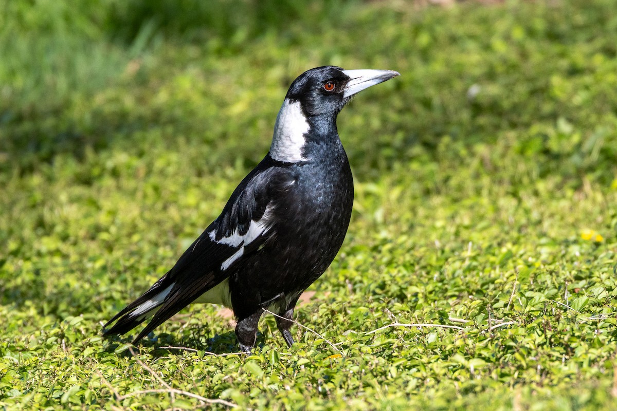Australian Magpie - ML646746764