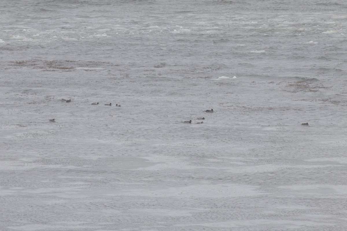 Mallard - ML646746765