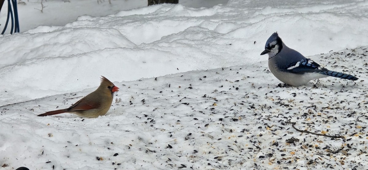 Northern Cardinal - ML646746767