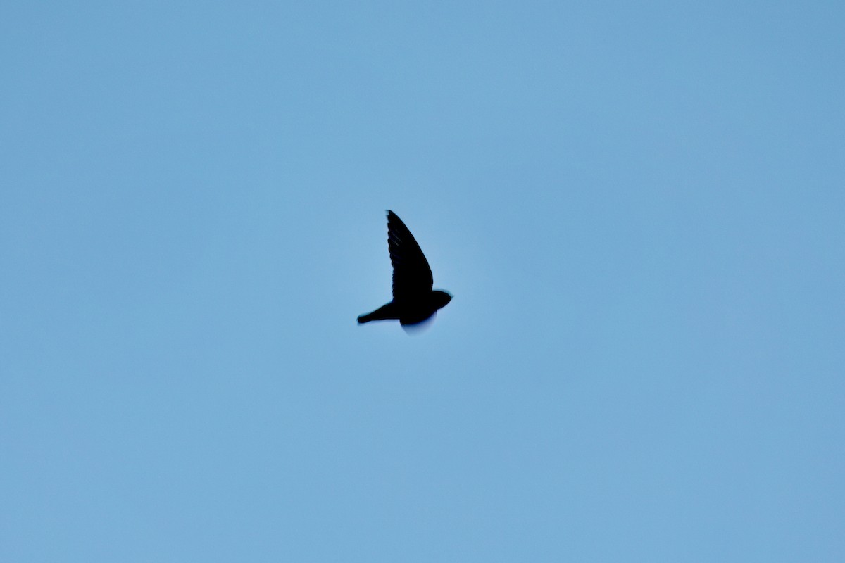 Nepal House-Martin - ML646746768