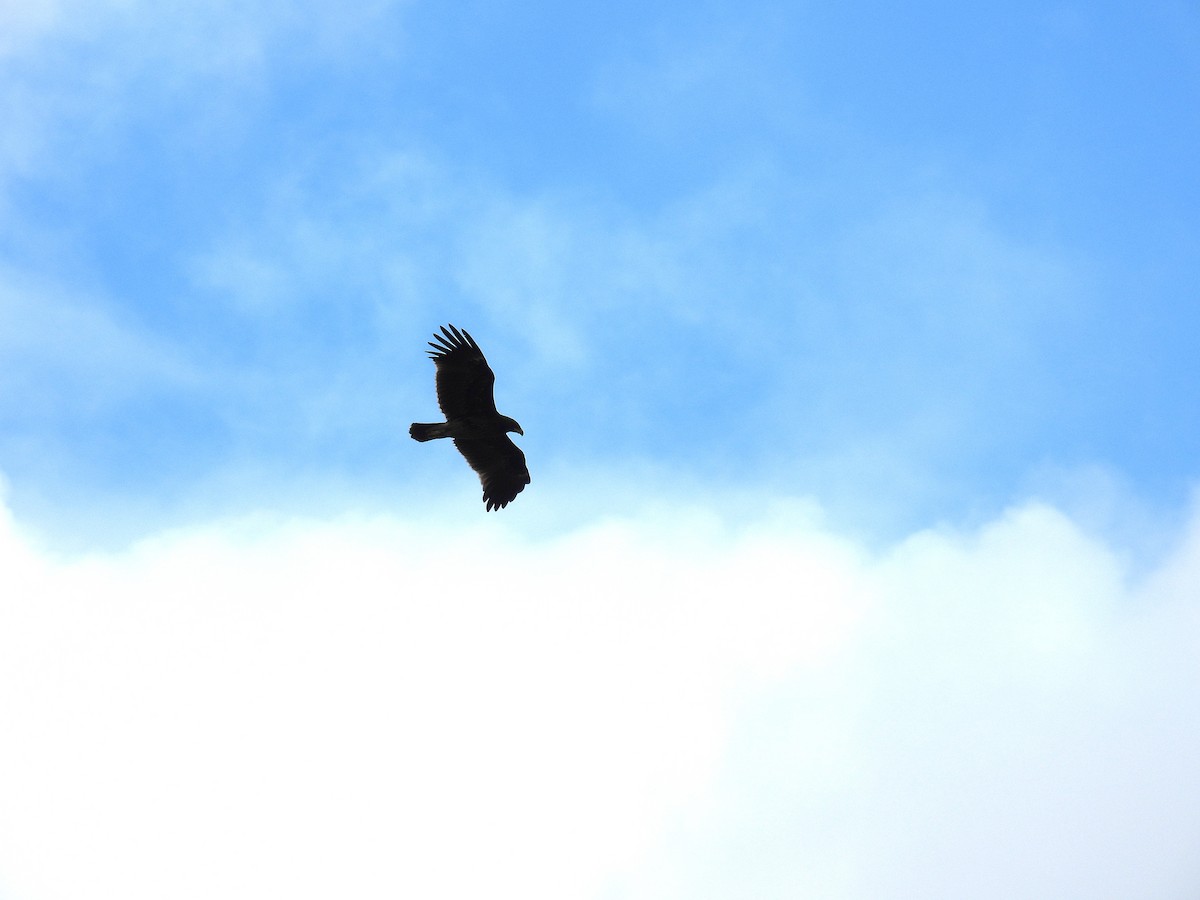Greater Spotted Eagle - ML646746769