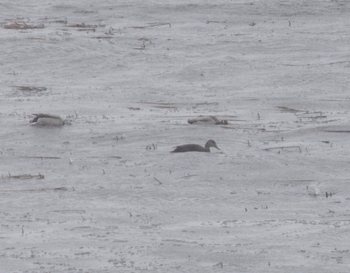 American Black Duck - ML646746770
