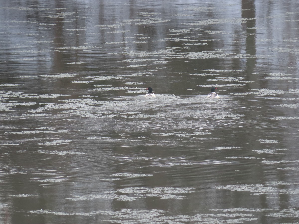 Common Merganser - ML646746771