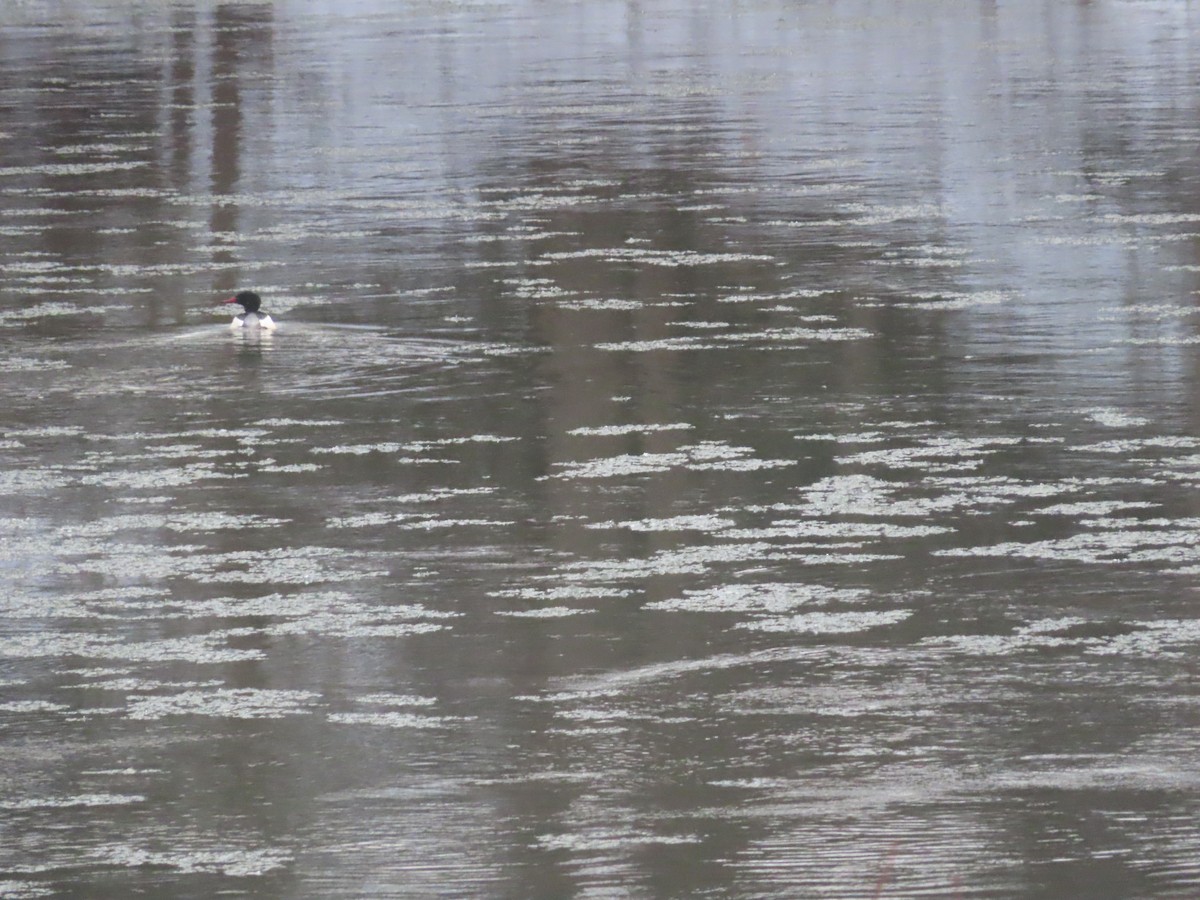 Common Merganser - ML646746772