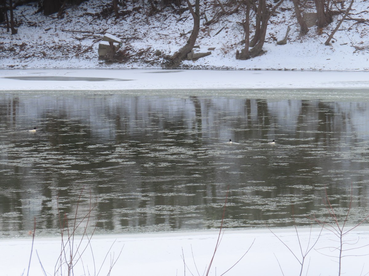 Common Merganser - ML646746773