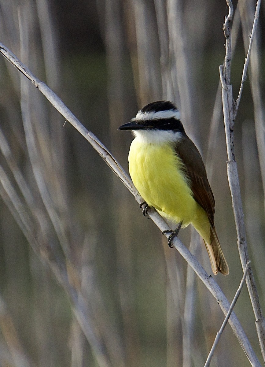 Great Kiskadee - ML646746774
